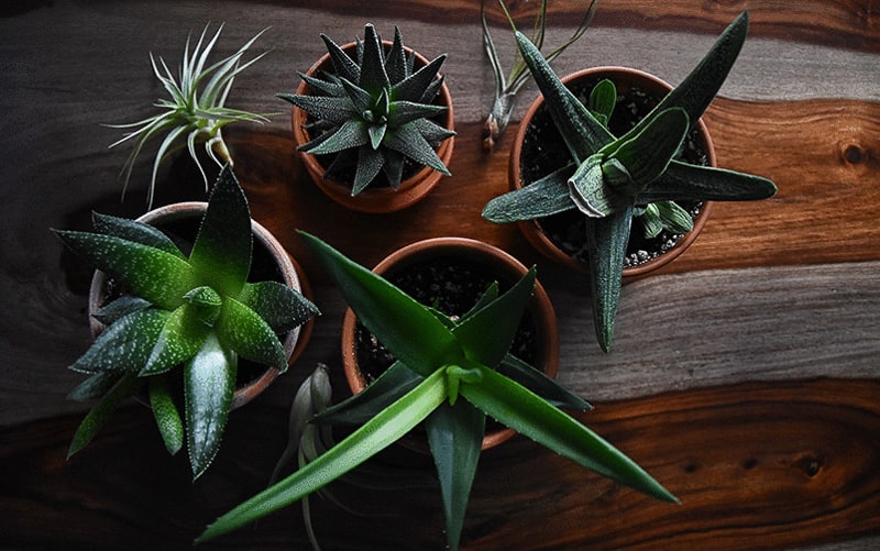 Plants as a Christmas Gift