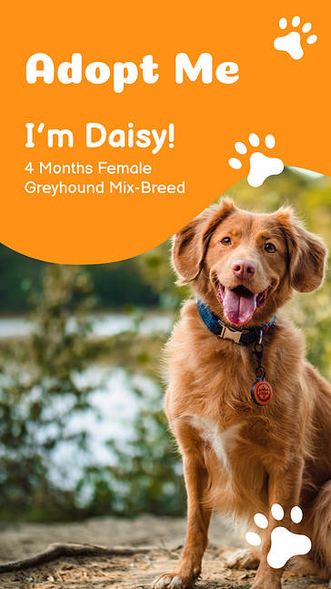 Набор дизайнов: Собаки