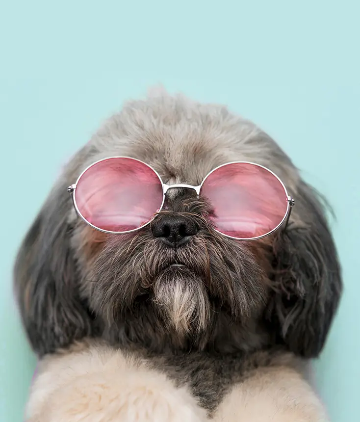 Dog sunglasses portrait