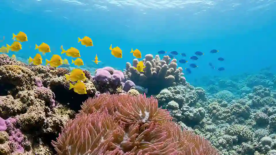شعاب مرجانية